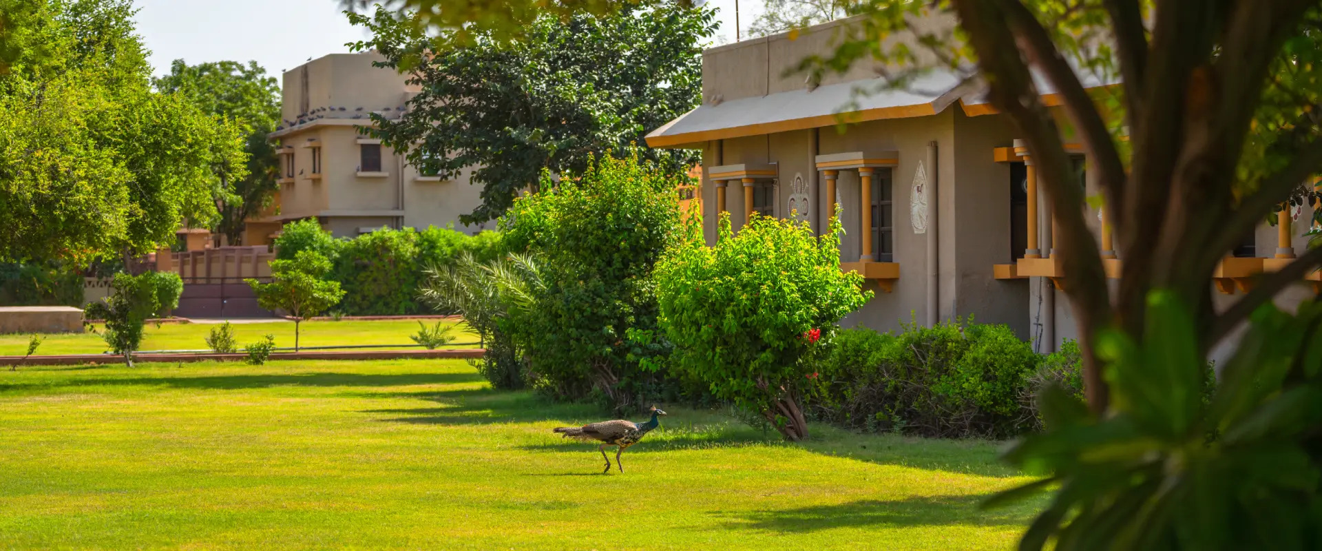 Luxury Desert Camp in Dechu